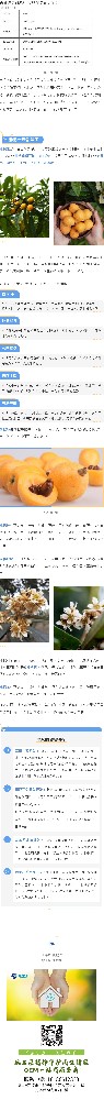 新资源食品原料|琵琶全身都是宝！